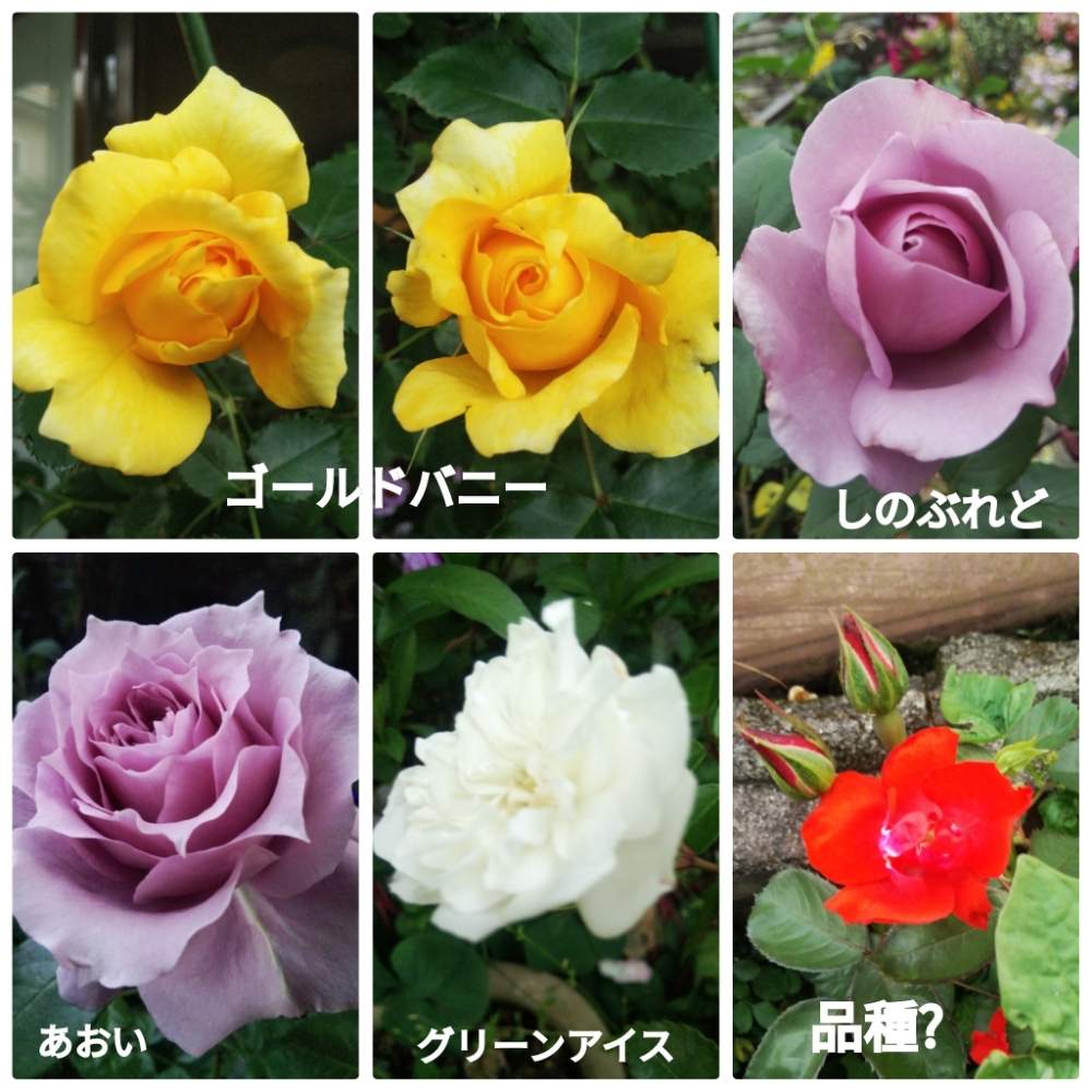 グリーンアイス薔薇の投稿画像 By メリーさん 薔薇ゴールドバニーとオレンジ色のバラとおうち園芸としのぶれど 薔薇と 薔薇 あおいと鉢植えと小さい花壇と花のある暮らしと狭い花壇と地植え 月5月7日 Greensnap グリーンスナップ