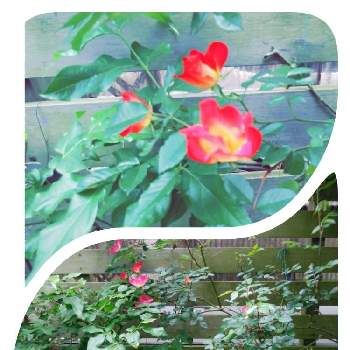 ☆薔薇 カクテルの画像 by りなははさん | 小さな庭と☆薔薇 カクテルとおうち園芸とコロナおしりペンペン( ･᷄ὢ･᷅ )