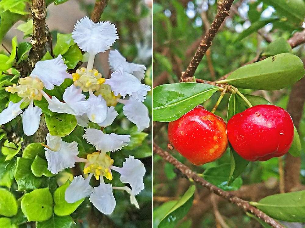 アセロラの投稿画像 By Toshi17さん アセロラの実としあわせ色と小笠原とスマホ撮影とfrom過去ライブラリとかわいい とお写んぽと赤い実 と可憐とgs映えと癒される と綺麗と鮮やか と純白と初めましてとおきなわんと花のある暮らしと接写とチーム横浜とstay Homeと