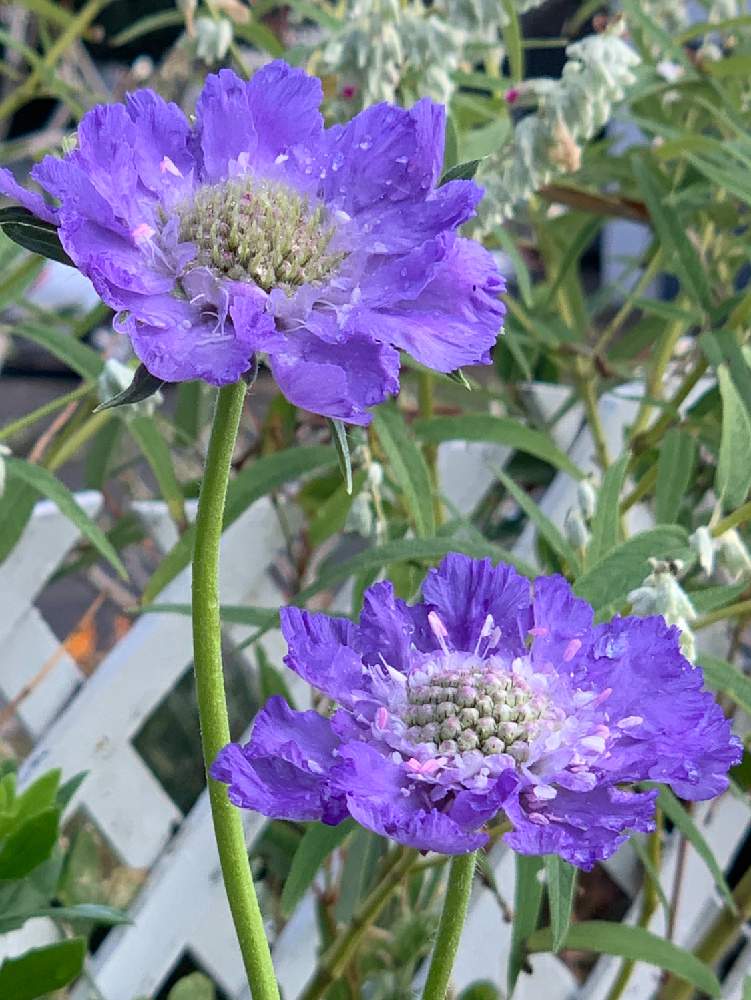 スカビオサの投稿画像 By Chiekittaさん スカビオサコーカシカとスカビオサコーカシカファーマとスカビオサ ファーマディープブルーとsydneyとムラサキの花と種まきと種からと青い花と種まきから育てると雫と青い春とチーム ブルーno 058とオーストラリアと
