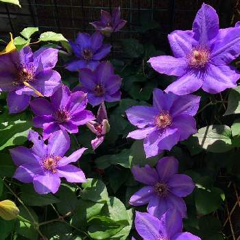 クレマチス ミゼットブルーの投稿画像一覧 Greensnap グリーンスナップ