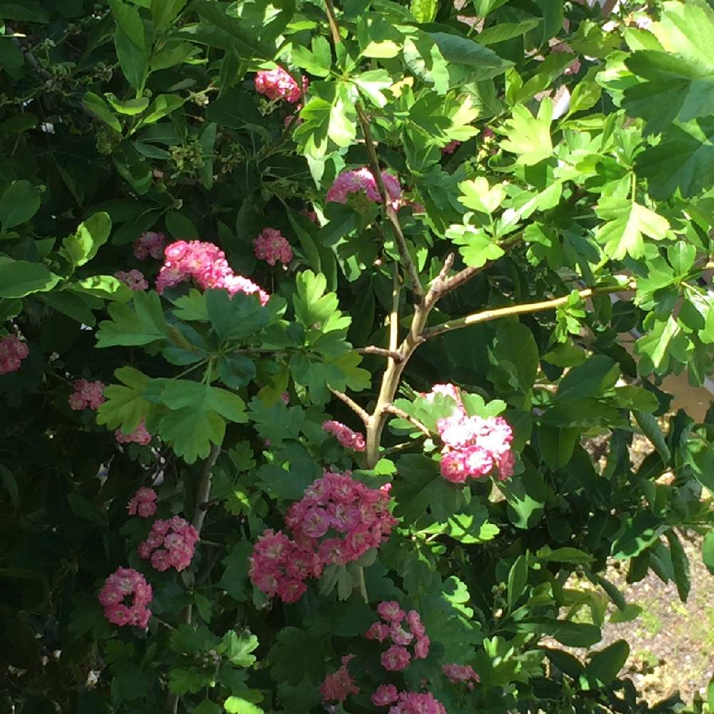 リキュウバイの投稿画像 By Sakeさん サンザシと八重紅花サンザシと山査子 サンザシ とピンクの花と初心者と庭木の花とおうち園芸と庭木とガーデニングとgreenと地植え 月5月7日 Greensnap グリーンスナップ