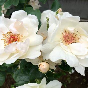 バラ ジャクリーヌデュプレの投稿画像一覧 Greensnap グリーンスナップ