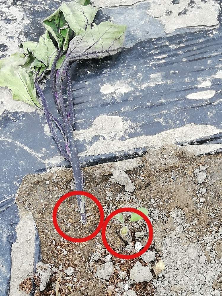 ナスの投稿画像 By ワイルドガーデンさん 家庭菜園奮闘日記とネキリムシ 月5月7日 Greensnap グリーンスナップ