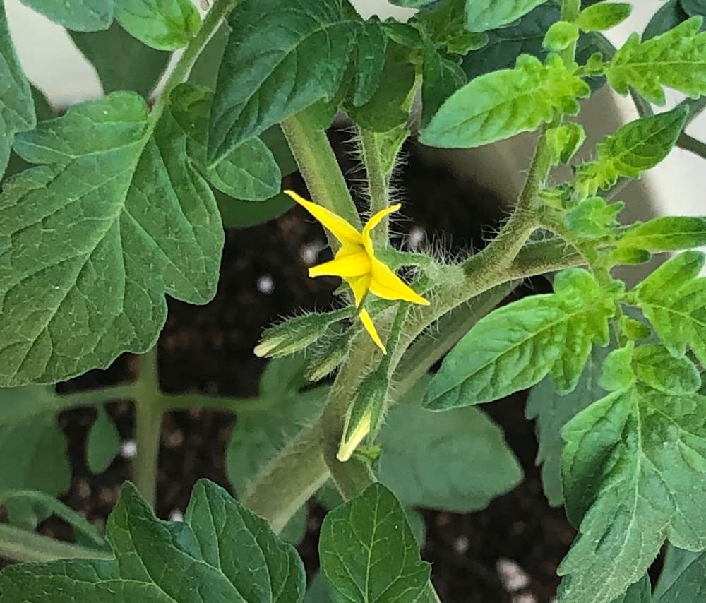 ミニトマト成長記録 Greensnap グリーンスナップ