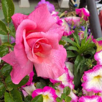 トゲなし薔薇の投稿画像一覧 Greensnap グリーンスナップ