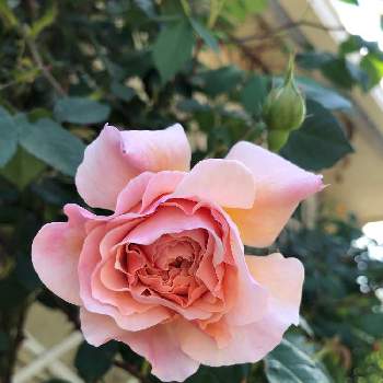 ウィリアムモリスの画像 by teftef❤︎さん | 小さな庭とイングリッシュ・ローズとウィリアムモリスとばら バラ 薔薇とおうち園芸