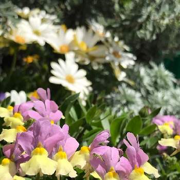 ピンクと黄色の画像 by スノーベルさん | 小さな庭とネメシア♡とピンクと黄色と植中毒と鉢植えといい香りと花のある暮らしとかわいい♡♡