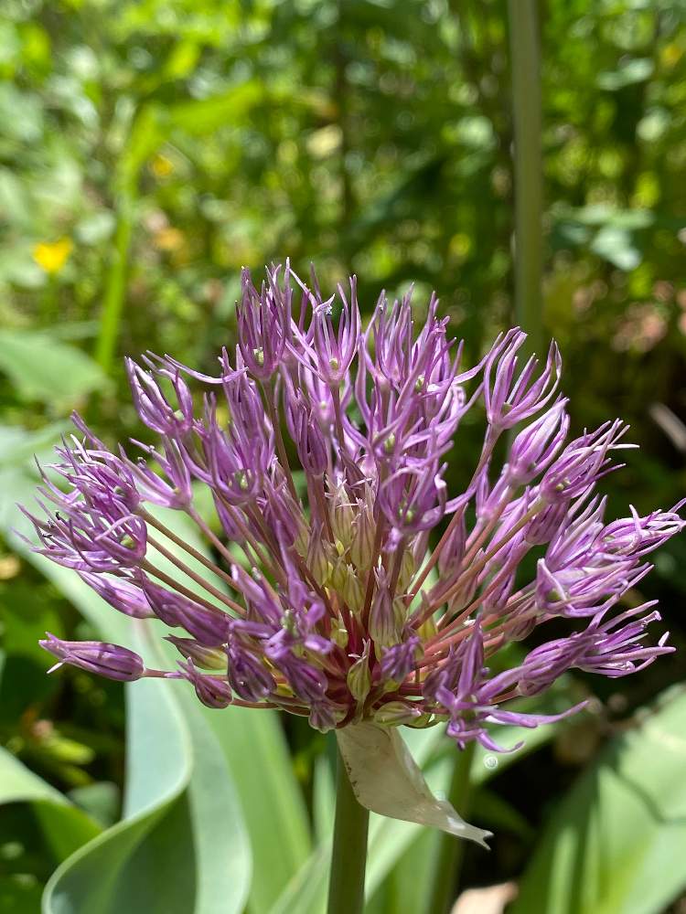 アリウム カロリニアナム ロジービューティーの投稿画像 By ねねにゃんさん 秋植え球根と花のある暮らしとおうち園芸 月5月7日 Greensnap グリーンスナップ