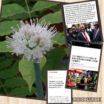 ネギの花の投稿画像一覧 Greensnap グリーンスナップ