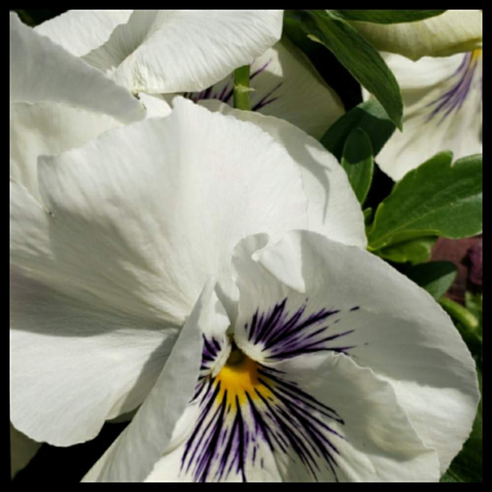 パンジーの投稿画像 By Runnbaさん バルコニー ベランダとしろとビオラ パンジーと パンジーとおうち園芸とパンジーの季節と鉢植えと白い 花と鉢植え としろとビオラ パンジーと パンジーとおうち園芸とパンジーの季節と鉢植えと白い花と鉢植え 月5月7日