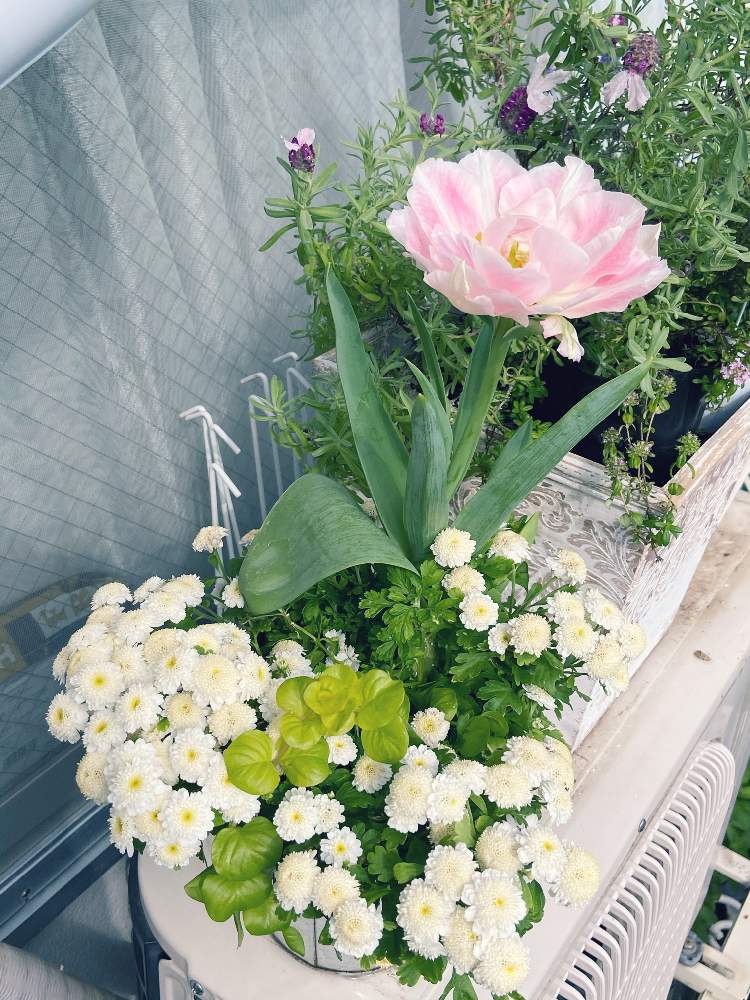 チューリップ アンジェリケの投稿画像 By まぁさん 寄せ植えと花のある暮らしとハーブのある暮らし 月5月7日 Greensnap グリーンスナップ