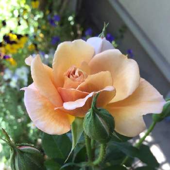 カフェ バラの画像 by すばるさん | 玄関と最近買った苗とばら バラ 薔薇とカフェ バラとバラのある暮らしとおうち園芸とガーデニングフェスフォトコンとガーデニングと花のある暮らしとばらのつぼみとバラ 四季咲きとロザリアン