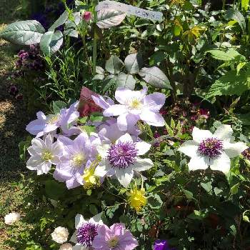 クレマチス白馬の投稿画像一覧 Greensnap グリーンスナップ