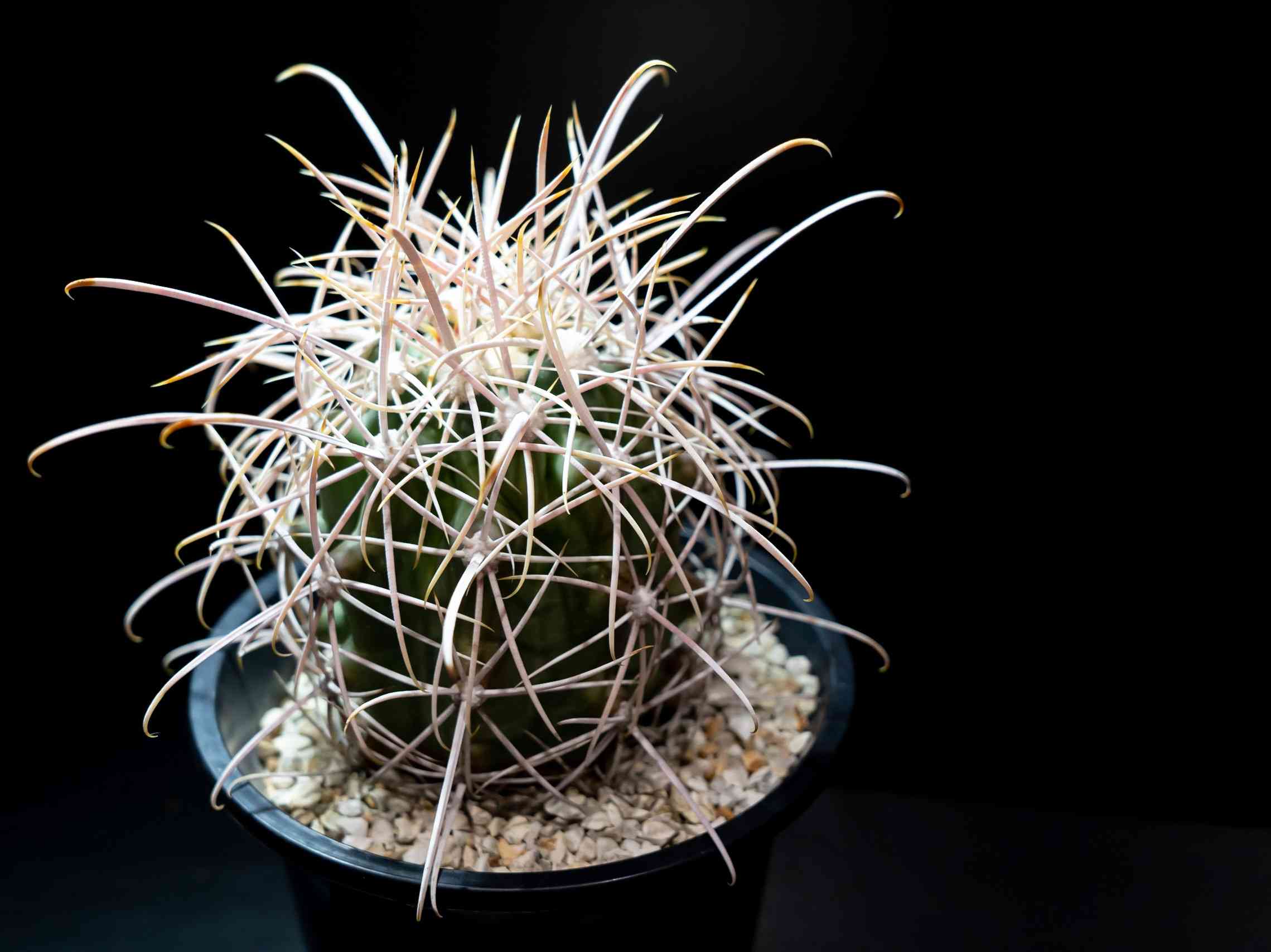 サボテン　フェロカクタス　旋風玉 サボテン 旋風玉 サボテン フェロカクタス 楽天市場】サボテン：フェロ