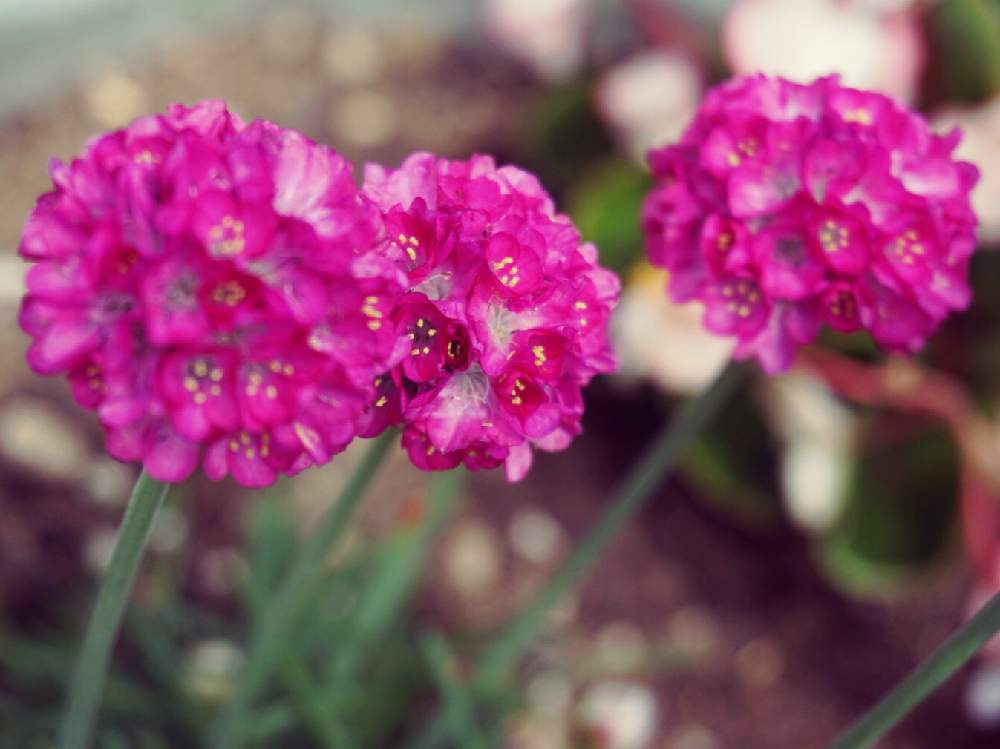 アルメリアの投稿画像 By Mint Teaさん 写真とピンクの花と丸い花とお気に入り と花壇と元気な花と鉢植えとガーデニングと花のある暮らし 月5月7日 Greensnap グリーンスナップ