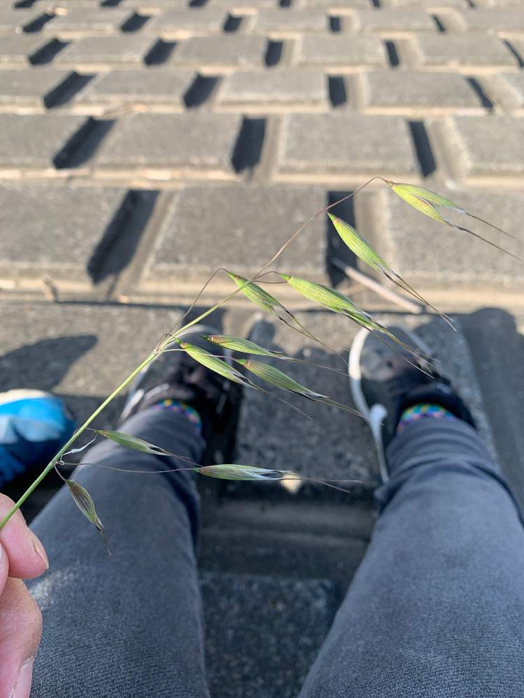 きよさんの投稿画像 月5月7日 Greensnap グリーンスナップ