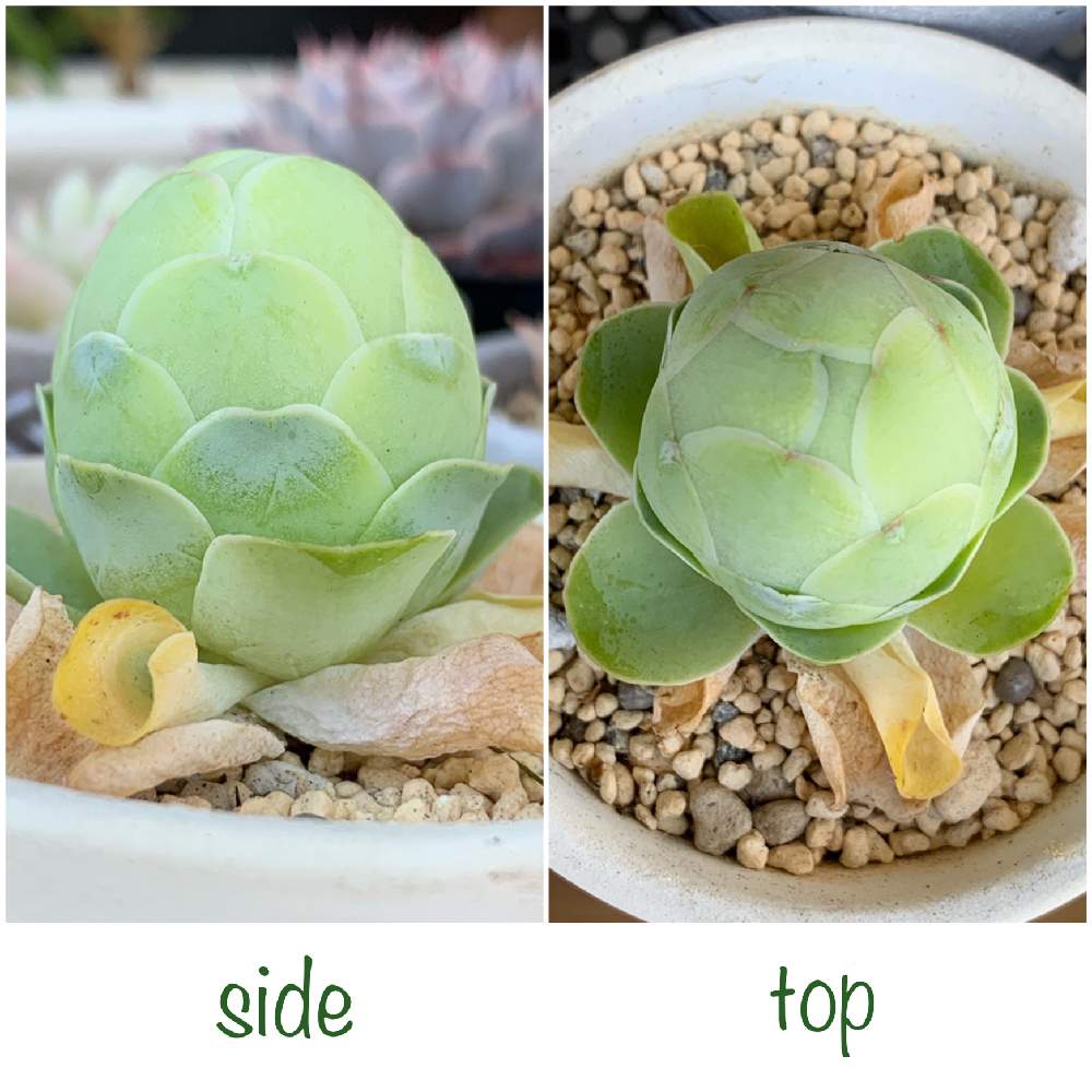 アエオニウム グリーノビア 卵ローズ 多肉植物