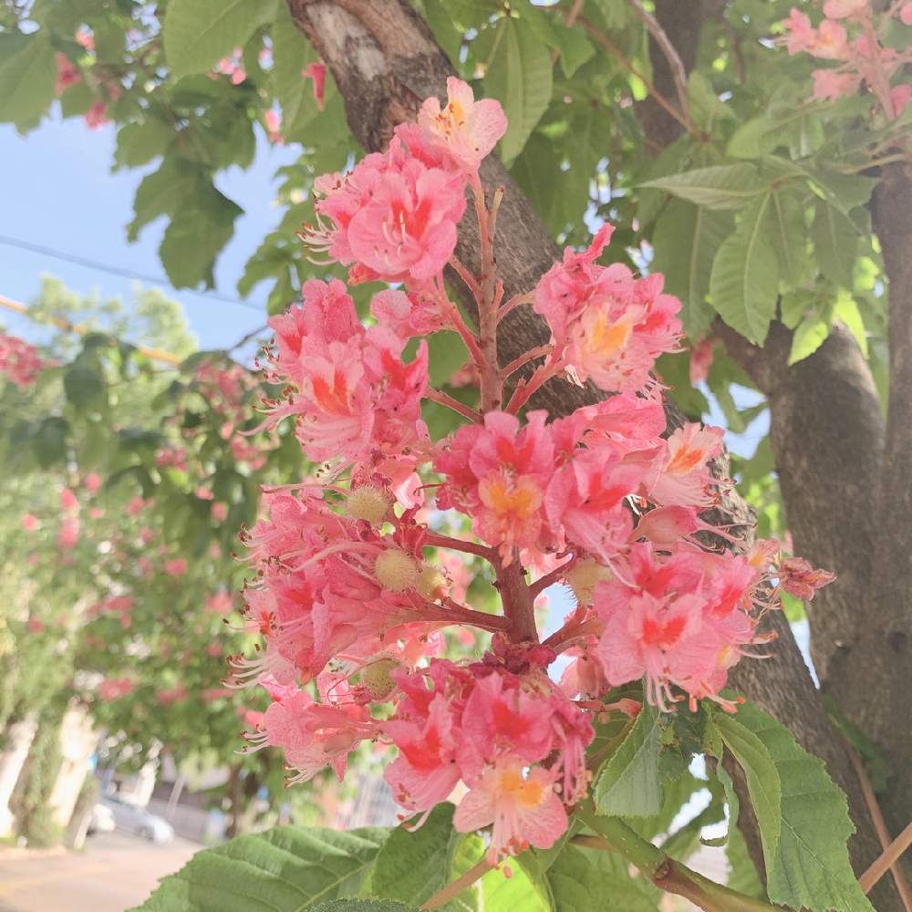 マロニエの投稿画像 By めじさん 街路樹と花のある暮らし 月5月7日 Greensnap グリーンスナップ