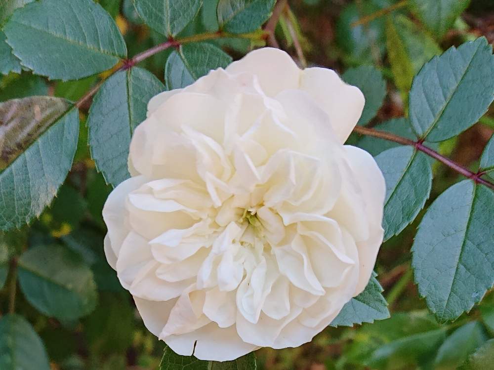 ムス子さんの投稿画像 月5月7日 Greensnap グリーンスナップ