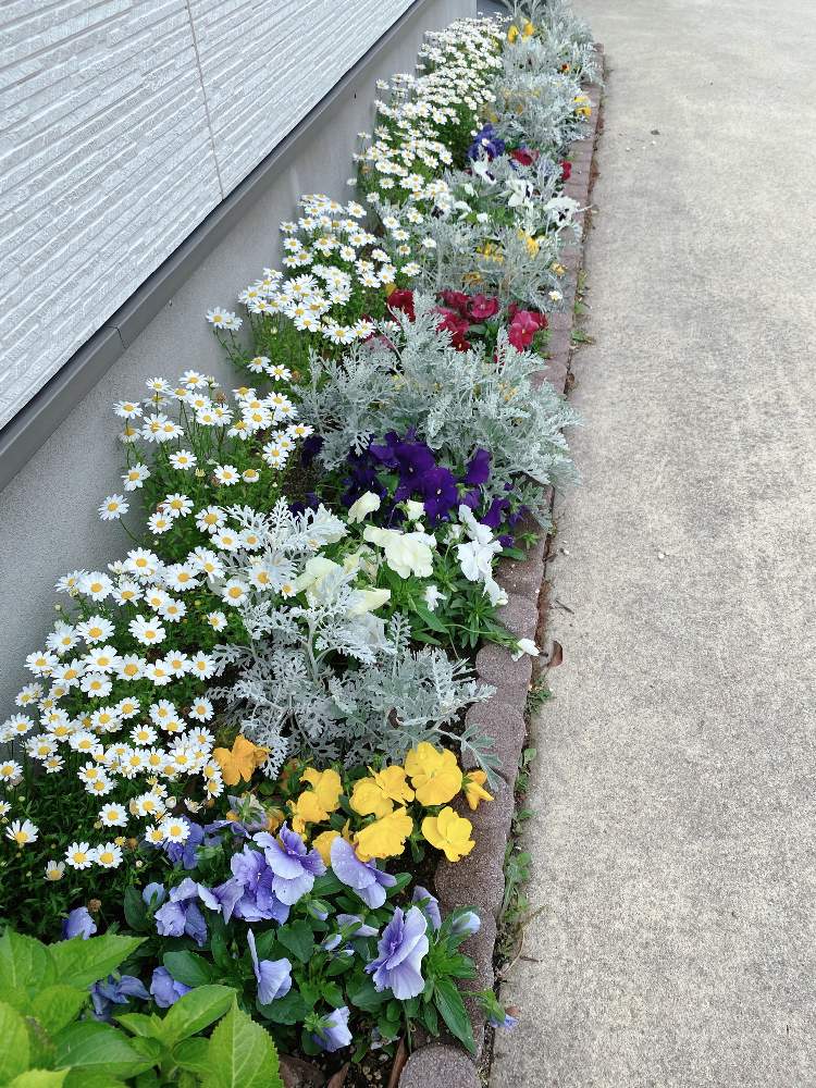 ビオラ パンジーの投稿画像 By Ayumiさん モリモリ と花壇とそろそろ植え替えと我が家の花壇 月5月7日 Greensnap グリーンスナップ