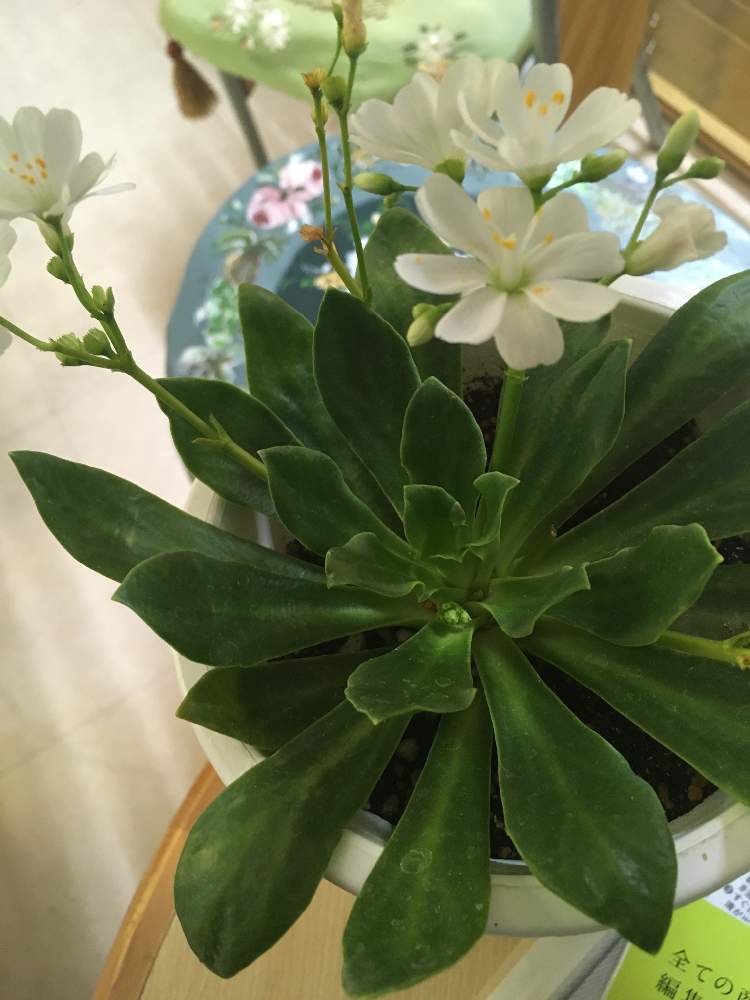 レウィシアの投稿画像 By うに さん 月5月7日 Greensnap グリーンスナップ