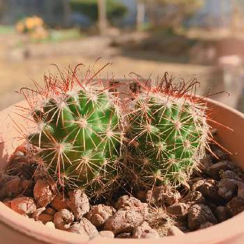 マミラリア 兎月丸の投稿画像一覧 Greensnap グリーンスナップ