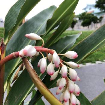 うりずんの季節の投稿画像一覧 Greensnap グリーンスナップ うりずんの季節の投稿画像一覧 Greensnap グリーンスナップ