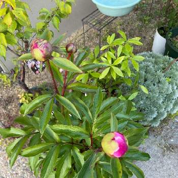 芍薬 蕾の投稿画像一覧 Greensnap グリーンスナップ