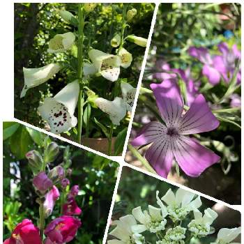オルレア♪の画像 by ビオラさん | 小さな庭とたねからの幸せと金魚草カリヨンアンティークとおうち園芸とアグロステンマ・ギタゴとはちうえとオルレア♪と花のある暮らしとジキタリス♡とながーく咲いてね