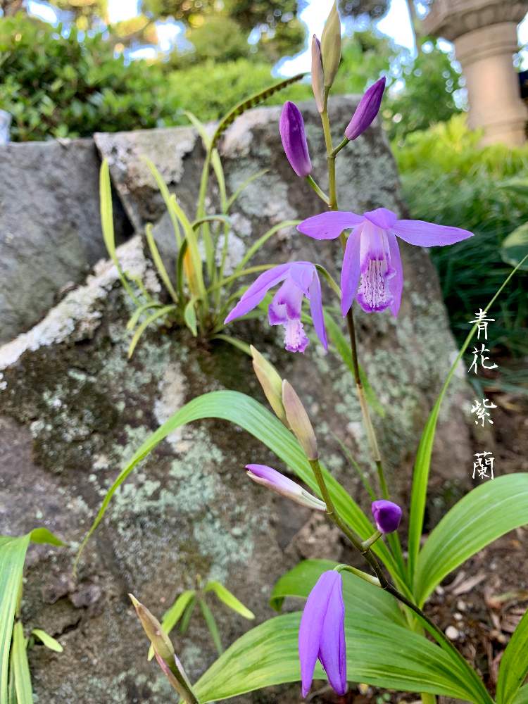 山野草の投稿画像 By 美野美谷さん 春の庭と和の庭としぞーか勢と青花紫蘭と和風の庭と紫蘭 シラン と広い庭と山野草と春の庭と和の庭 としぞーか勢と青花紫蘭と和風の庭と紫蘭 シラン 月5月7日 Greensnap グリーンスナップ Greensnap グリーンスナップ