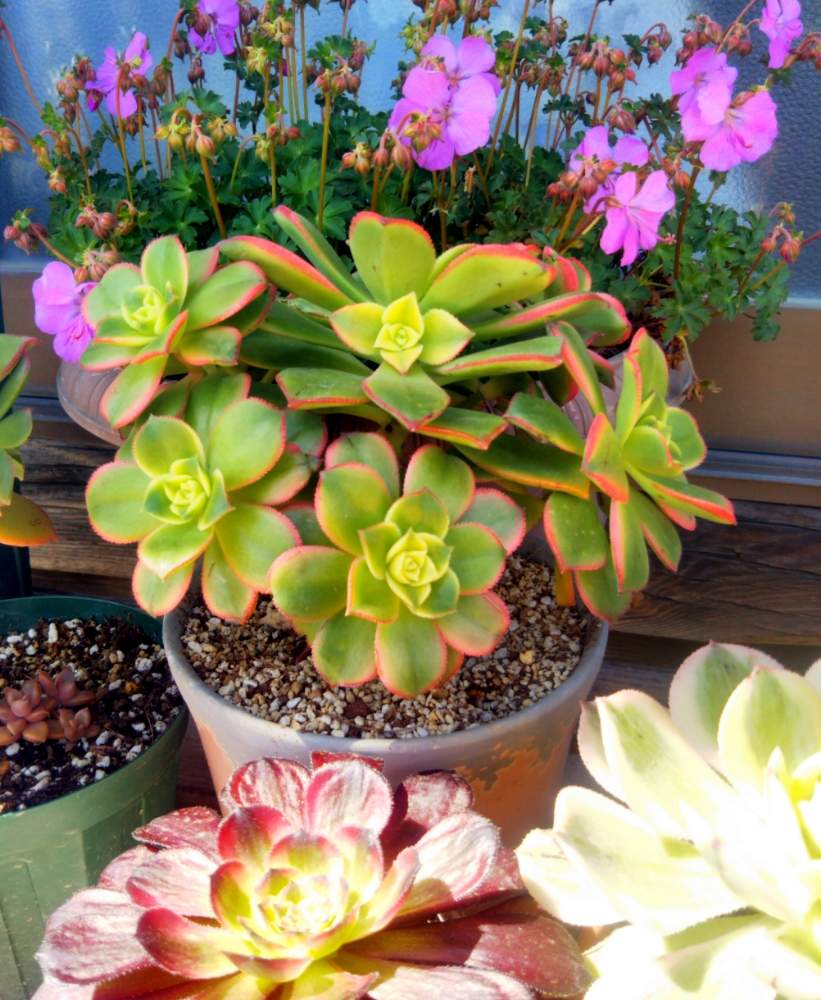 アエオニウムキウイの投稿画像 By おとよ さん ゲラニウムビオコボと多肉植物とピンクの花とアエオニウムときれいなお花とおうち園芸と多肉女子とゲラニウムの花 月5月7日 Greensnap グリーンスナップ