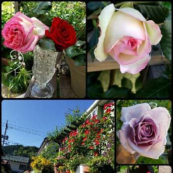 お花療法の画像 by 天空のバラの五線譜さん | 小さな庭と立体的な庭造りとお花療法とおうち園芸とパーゴラ♡とイングリッシュガーデンと花のある暮らしとバラ・ミニバラと花色癒し