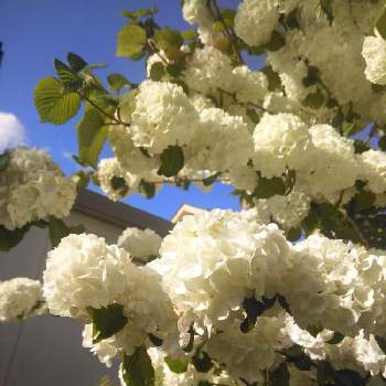 大手毬（オオデマリ)の画像 by かこちゃんさん | 小さな庭と大手毬（オオデマリ)と綺麗ですよ❗️と可愛いお花とおうち園芸と小さな庭♡と白いお花と色が変わりますと素敵ですねと花のある暮らし