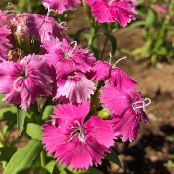 ナデシコ目の投稿画像一覧 Greensnap グリーンスナップ ナデシコ目の投稿画像一覧 Greensnap グリーンスナップ