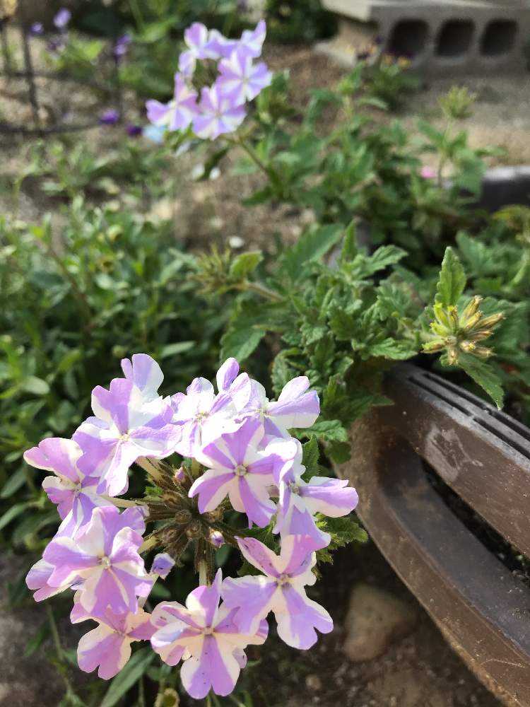 レオパードフラワーブラック スーパーベナ♡など お問い合わせ