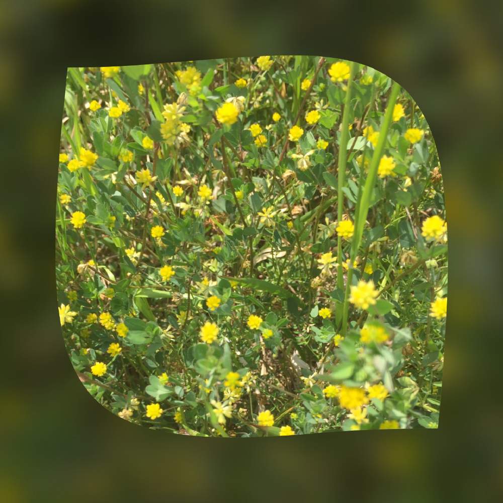 黄色い花の投稿画像 By サッチンさん 春の草花と河川敷と米粒詰草と黄色い花と春の草花と河川敷と米粒詰草 月5月7日 Greensnap グリーンスナップ Greensnap グリーンスナップ