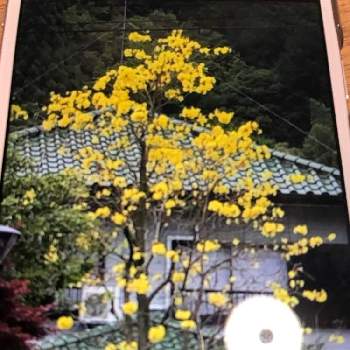 イペイ イペー の投稿画像一覧 Greensnap グリーンスナップ