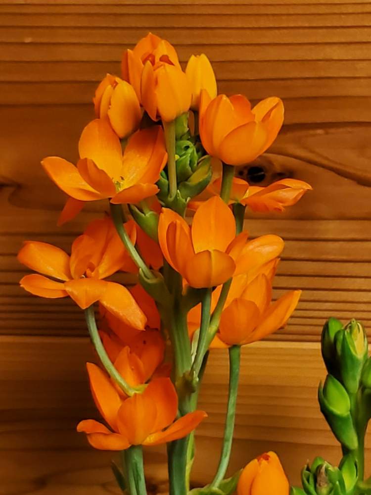 オーニソガラムの投稿画像 By ゆりさん つぼみとかわいい花とオーニソガラム とオレンジ色とオレンジの花とオレンジ色の花とつぼみとかわいい花 とオーニソガラム とオレンジ色とオレンジの花とオレンジ色の花 月5月7日 Greensnap グリーンスナップ