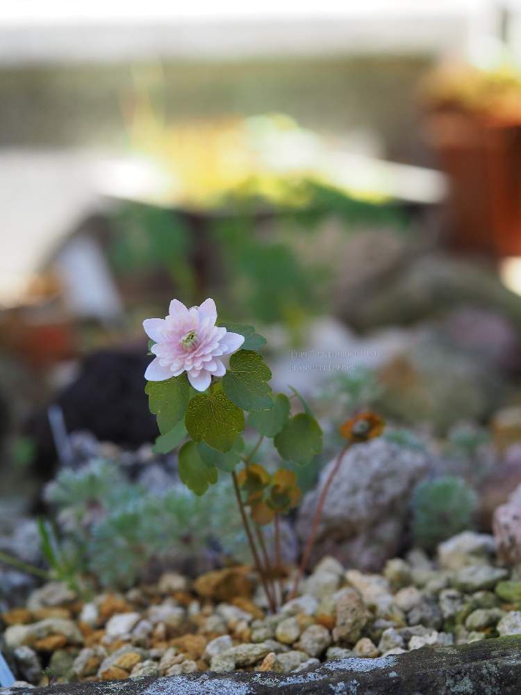 八重咲きバイカカラマツの投稿画像 By Tupi さん 花のある暮らしとおうち園芸と春のガーデニングと1人庭活 月5月7日 Greensnap グリーンスナップ