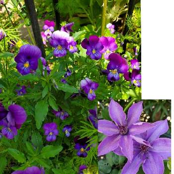 クレマチス ミゼットブルーの投稿画像一覧 Greensnap グリーンスナップ