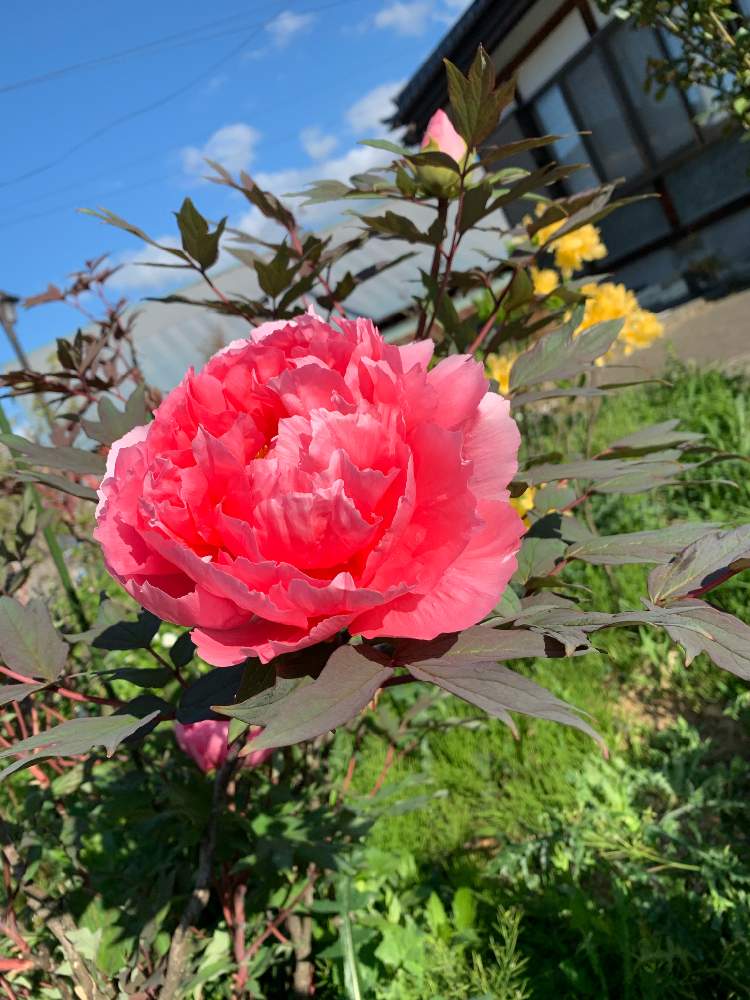 赤い牡丹の花の投稿画像 By Kuruさん 庭のお手入れと母が好きな植物と和の庭とおうち園芸と相談と母の庭とボタンの花と実家の庭 誰か手入れしてと花の ある暮らしと古木と庭いじり初心者 月5月7日 Greensnap グリーンスナップ