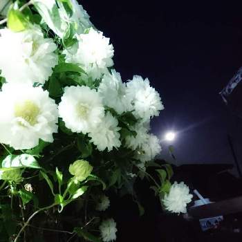 ダッチェスオブ エジンバラの画像 by あさがおさん | ダッチェスオブ エジンバラと満月と共にと満開の夜❇️