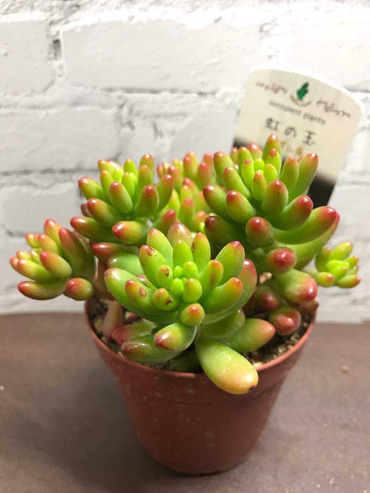 虹の玉の成長レポート Greensnap グリーンスナップ