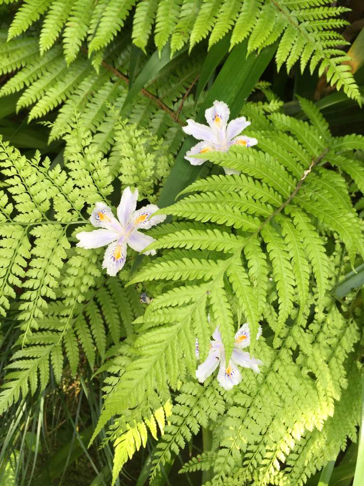 シャガの投稿画像 By Kiara Shoko さん シャガ シャガアヤメ とシダ植物とかわいいな と美しいと白い花 月5月7日 Greensnap グリーンスナップ