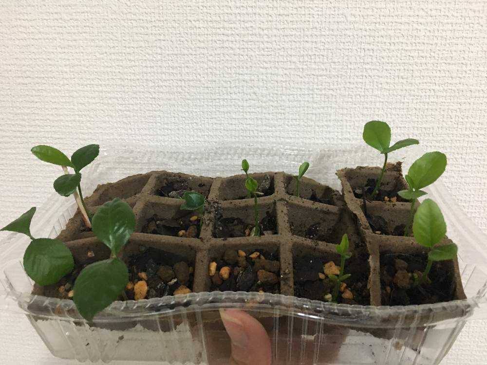 レモンの実生 Greensnap グリーンスナップ レモンの実生 Greensnap グリーンスナップ