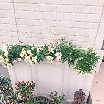 グランドカバーローズ グリーンアイスの投稿画像一覧 Greensnap グリーンスナップ グランドカバーローズ グリーンアイスの投稿画像一覧 Greensnap グリーンスナップ