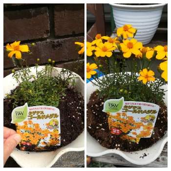 タゲテス ゴールドメダル Proven Winners Pw ガーデニング 園芸 花苗 低木 多肉植物 花 植物 タゲテス ゴールドメダル Proven Winners Pw ガーデニング 園芸 花苗 低木 多肉植物 花 植物