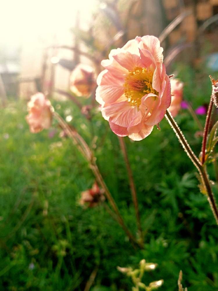 ゲウムの投稿画像 By おささん ゲウム マイタイとスマホ撮影と富山支部とgs映えとgs日和ときれいとおうち園芸と植中毒とピンクとガーデニングと太陽の光を浴びてと花のある暮らしとパステルカラーと庭の宿根草 月5月8日 Greensnap グリーンスナップ