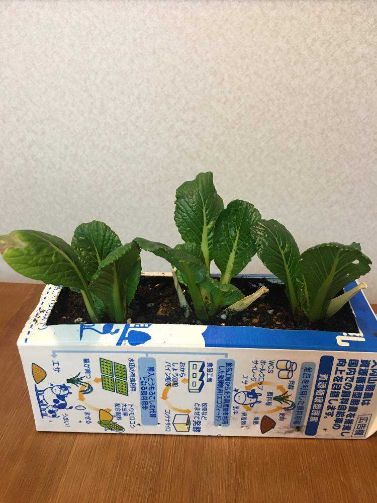 再生栽培チャレンジ 小松菜 Greensnap グリーンスナップ